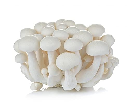 Fresh Milky Mushroom